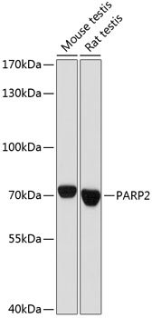 PARP2 Rabbit pAb
