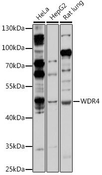 WDR4 Rabbit pAb