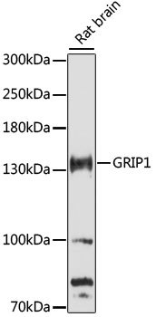 GRIP1 Rabbit pAb