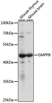 GMPPB Rabbit pAb