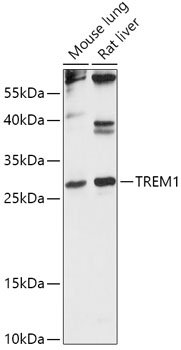 TREM1 Rabbit pAb