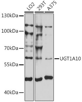 UGT1A10 Rabbit pAb