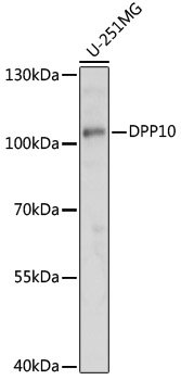 DPP10 Rabbit pAb
