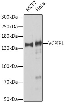 VCPIP1 Rabbit pAb