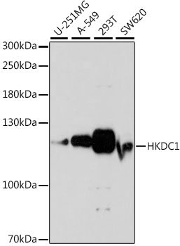 HKDC1 Rabbit pAb