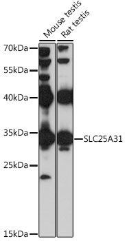 SLC25A31 Rabbit pAb