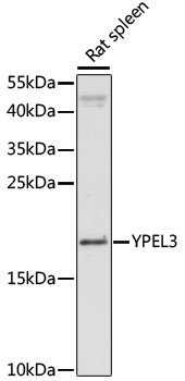 YPEL3 Rabbit pAb