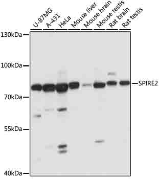 SPIRE2 Rabbit pAb