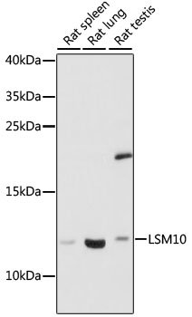 LSM10 Rabbit pAb