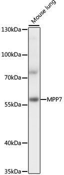 MPP7 Rabbit pAb