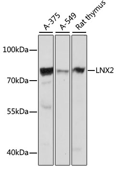 LNX2 Rabbit pAb