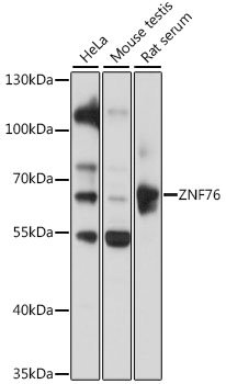 ZNF76 Rabbit pAb