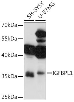 IGFBPL1 Rabbit pAb