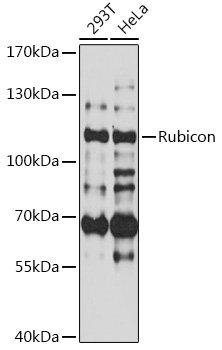 Rubicon Rabbit pAb