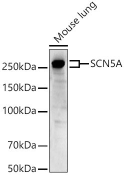 SCN5A Rabbit pAb