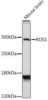 ROS1 Rabbit pAb