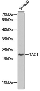 TAC1 Rabbit pAb
