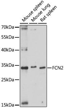 FCN2 Rabbit pAb