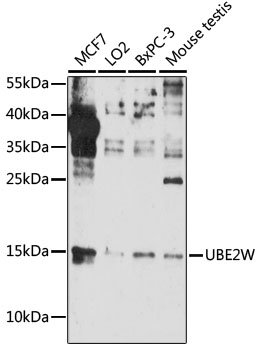 UBE2W Rabbit pAb