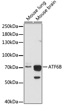 ATF6B Rabbit pAb