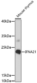 IFNA21 Rabbit pAb