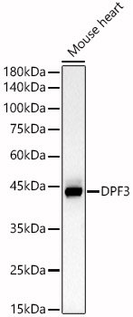 DPF3 Rabbit pAb