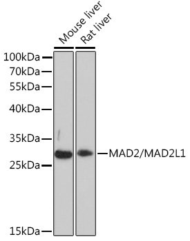 MAD2/MAD2L1 Rabbit pAb