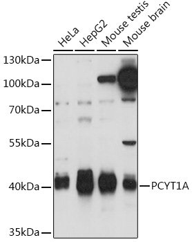 PCYT1A Rabbit pAb