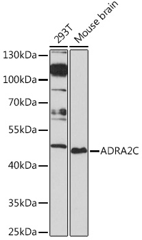 ADRA2C Rabbit pAb