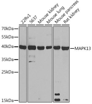 MAPK13 Rabbit pAb
