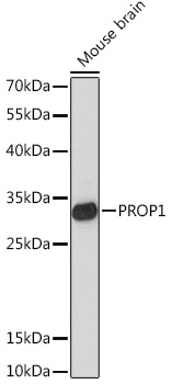 PROP1 Rabbit pAb