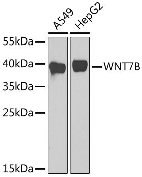 WNT7B Rabbit pAb