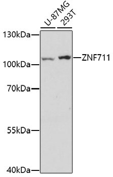 ZNF711 Rabbit pAb
