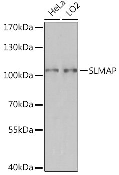 SLMAP Rabbit pAb