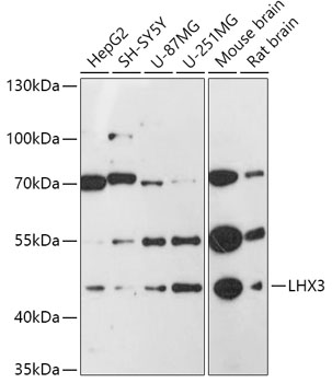 LHX3 Rabbit pAb
