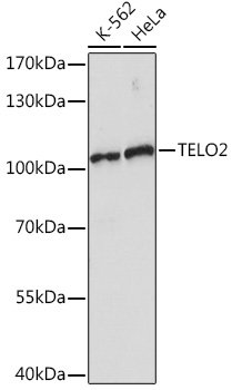 TELO2 Rabbit pAb