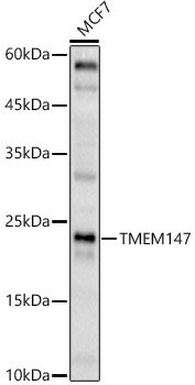 TMEM147 Rabbit pAb