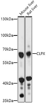 CLPX Rabbit pAb
