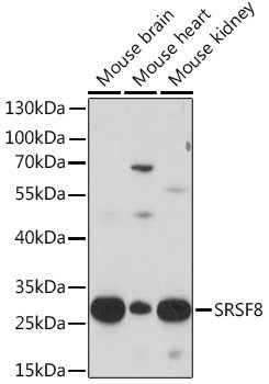 SRSF8 Rabbit pAb