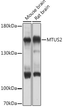 MTUS2 Rabbit pAb