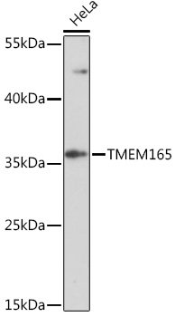 TMEM165 Rabbit pAb