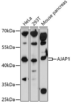AJAP1 Rabbit pAb