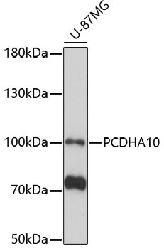 PCDHA10 Rabbit pAb