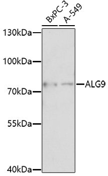 ALG9 Rabbit pAb