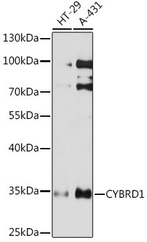 CYBRD1 Rabbit pAb