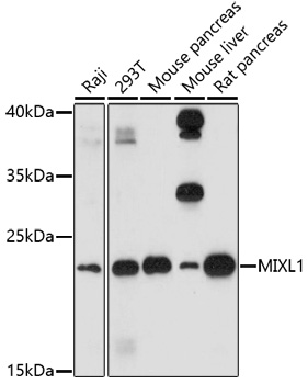 MIXL1 Rabbit pAb