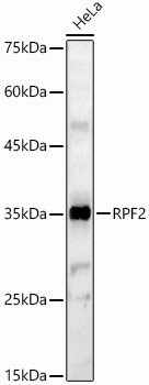 RPF2 Rabbit pAb