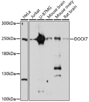 DOCK7 Rabbit pAb