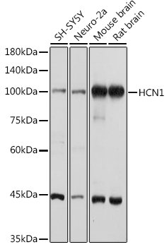 HCN1 Rabbit pAb