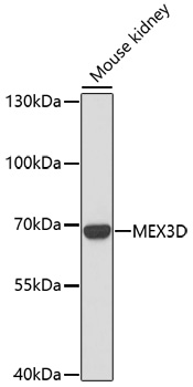 MEX3D Rabbit pAb